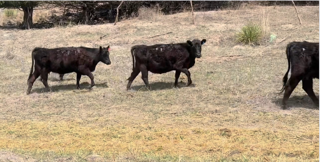 54 heifer pairs - 1 iron – JET BLACK – AI Bred – (1200 # pairs) HP513C5